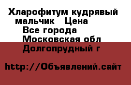 Хларофитум кудрявый мальчик › Цена ­ 30 - Все города  »    . Московская обл.,Долгопрудный г.